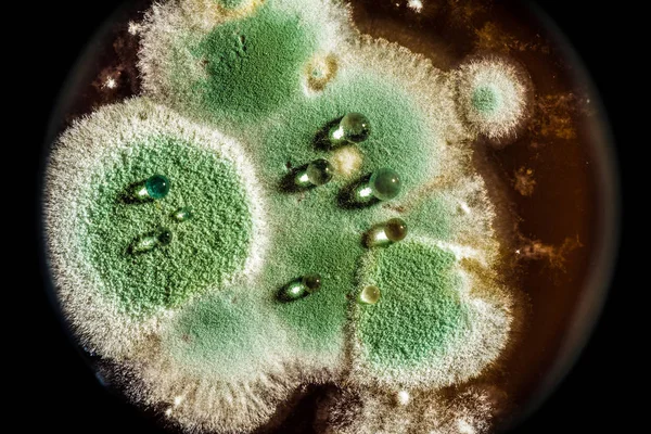 Utveckling av grön mögel på organisk basis, abstrakt bakgrund — Stockfoto