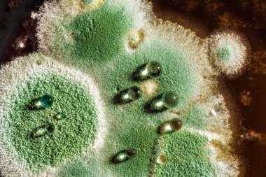 Organik olarak, soyut backgrou yeşil küf gelişimi