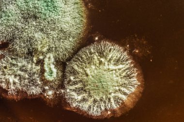 Organik olarak, soyut backgrou yeşil küf gelişimi