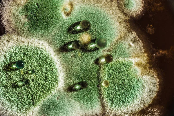 Ontwikkeling van groene schimmel op biologische basis, abstracte CHTERGRO — Stockfoto