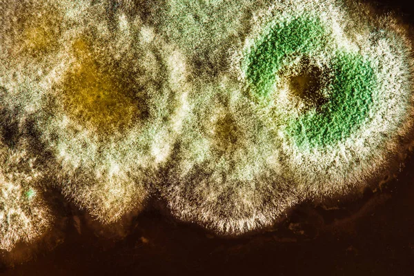 Ontwikkeling van groene schimmel op biologische basis, abstracte CHTERGRO — Stockfoto
