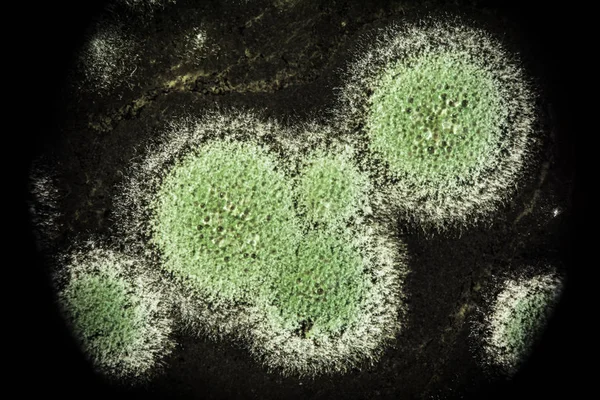 Desenvolvimento de moldes verdes em uma base orgânica, fundo abstrato — Fotografia de Stock