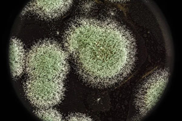 Desenvolvimento de moldes verdes em uma base orgânica, fundo abstrato — Fotografia de Stock