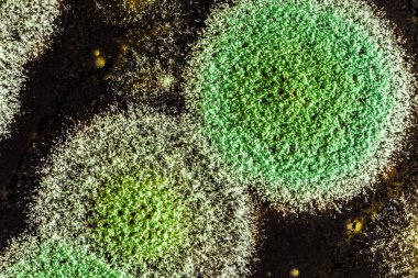 Organik olarak, arka plan yeşil küf gelişimi