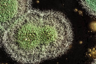 Organik olarak, arka plan yeşil küf gelişimi