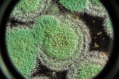 Organik olarak, arka plan yeşil küf gelişimi