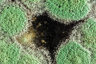 Organik olarak, arka plan yeşil küf gelişimi