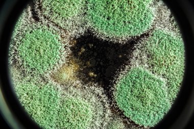 Organik olarak, arka plan yeşil küf gelişimi