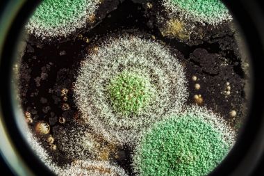 Organik olarak, arka plan yeşil küf gelişimi