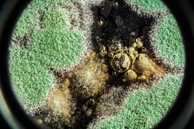 Organik olarak, arka plan yeşil küf gelişimi