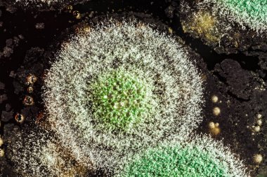 Organik olarak, arka plan yeşil küf gelişimi