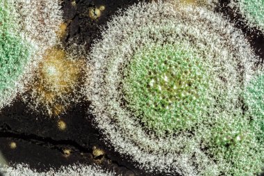 Organik olarak, arka plan yeşil küf gelişimi