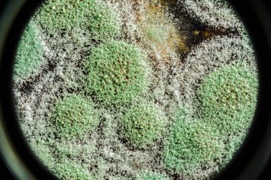 Organik olarak, arka plan yeşil küf gelişimi