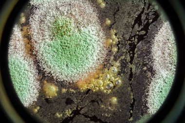 Organik olarak, arka plan yeşil küf gelişimi