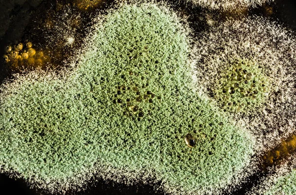 development of green mold on an organic basis, abstract background