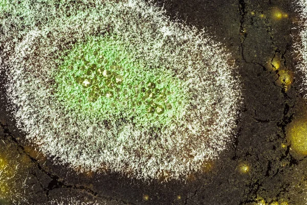 Utveckling av grön mögel på organisk basis, abstrakt bakgrund — Stockfoto