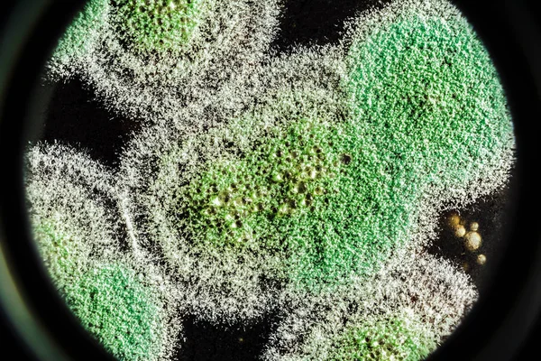 Desenvolvimento de moldes verdes em uma base orgânica, fundo abstrato — Fotografia de Stock