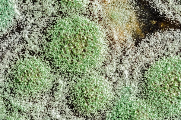 development of green mold on an organic basis, abstract background