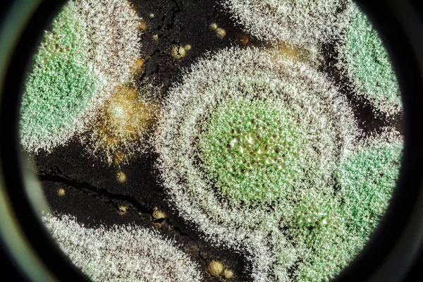 Utveckling av grön mögel på organisk basis, abstrakt bakgrund — Stockfoto