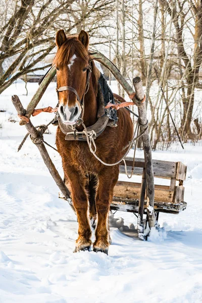 Um cavalo em um arnês com um trenó caseiro em pé na neve — Fotografia de Stock