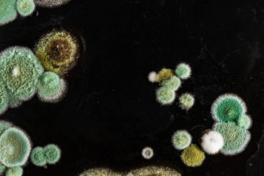 Yeşil Sarı yuvarlak bir heterojen siyah yüzey, makro arka plan mantar mantar