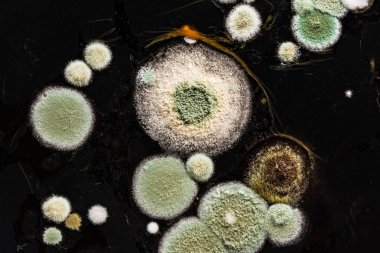 Yeşil Sarı yuvarlak bir heterojen siyah yüzey, makro arka plan mantar mantar