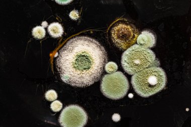 green yellow round fungal mold on a heterogeneous black surface, macro abstract background clipart