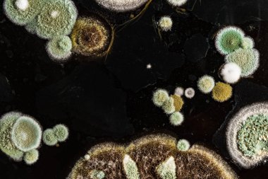 Yeşil Sarı yuvarlak bir heterojen siyah yüzey, makro arka plan mantar mantar