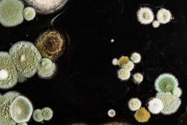 зеленый желтый круглый грибковой плесень на гетерогенной черной поверхности, макроабстрактный фон
