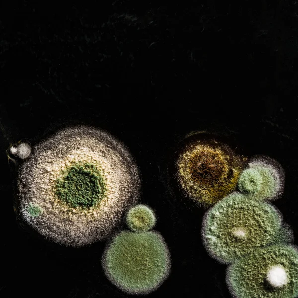 Grön gul rund svamp mögel på en heterogen svart yta, makro abstrakt bakgrund — Stockfoto