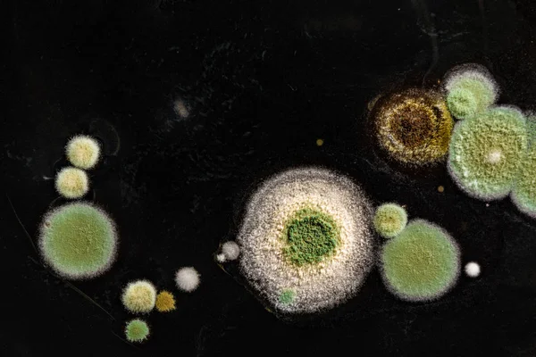 Yeşil Sarı yuvarlak bir heterojen siyah yüzey, makro arka plan mantar mantar