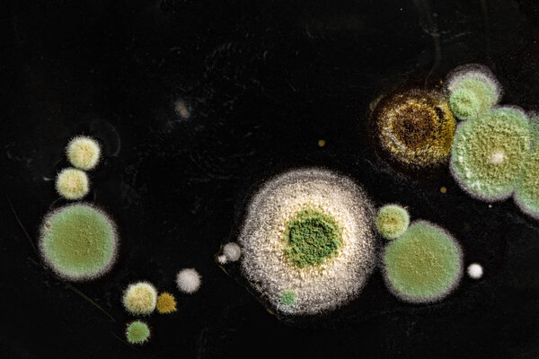 зеленый желтый круглый грибковой плесень на гетерогенной черной поверхности, макроабстрактный фон
