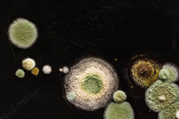 Verde amarelo redondo fungo molde em uma superfície preta heterogênea, fundo macro abstrato — Fotografia de Stock