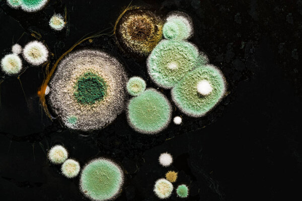 зеленый желтый круглый грибковой плесень на гетерогенной черной поверхности, макроабстрактный фон
