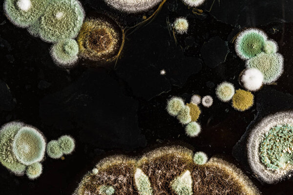 зеленый желтый круглый грибковой плесень на гетерогенной черной поверхности, макроабстрактный фон
