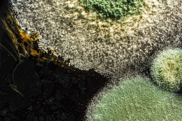 Grön gul rund svamp mögel på en heterogen svart yta, makro abstrakt bakgrund — Stockfoto