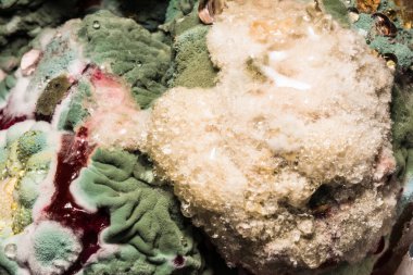 yoğun bozulmuş yemekler, yakın çekim arka plan üzerinde renkli küf oluşumu