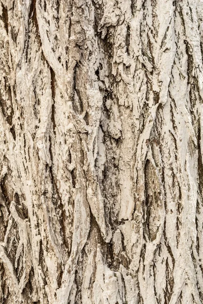 The texture of bark, old tree bark painted with lime, close-up abstract background — Stock Photo, Image