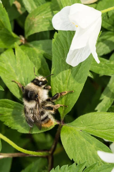 Bumblebee κάθεται σε ένα άγριο λουλούδι πράσινο φύλλο, μέλι εντόμων και λευκό λουλούδι, φόντο άγριας ζωής — Φωτογραφία Αρχείου