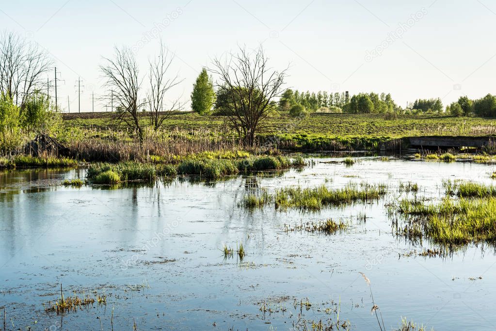 the swampy terrain with dry grass, young green trees, power line in the forest, spring sunset time