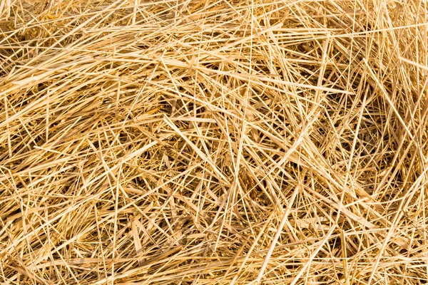 Straw texture, chaotically arranged dry stems of plants, abstrac — Stock Photo, Image