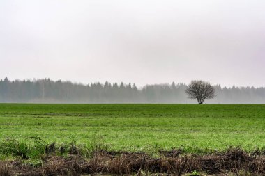 Siste kır manzarası. Şafakta ağaç ve sisli kır manzarası