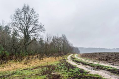 Kasvetli, sisli bir sonbahar gününde kurumuş bir çam ormanının içinden geçen kumlu bir yol..