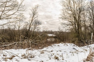 Kış karı çalı manzarasını kapladı. Kış kar sahnesi. Kışın kar dalları kaplamıştı. Kış kar yığını