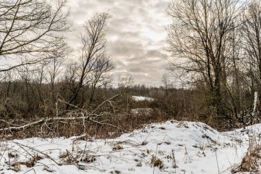 Kış karı çalı manzarasını kapladı. Kış kar sahnesi. Kışın kar dalları kaplamıştı. Kış kar yığını