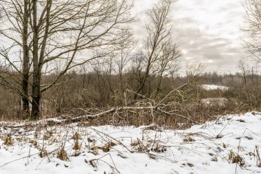Kış karı çalı manzarasını kapladı. Kış kar sahnesi. Kışın kar dalları kaplamıştı. Kış kar yığını