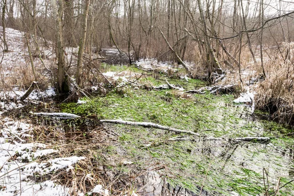 Winter landscape of wild forest with unfrozen forest river and green algae