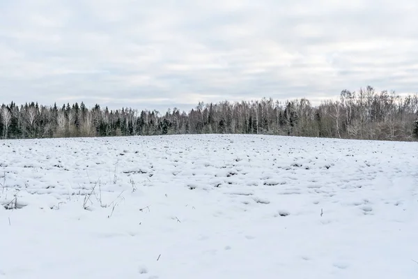 Téli táj. Hóval borított mező és erdő a láthatáron egy tiszta téli napon. Oroszország természete télen. Fehér sodródás — Stock Fotó