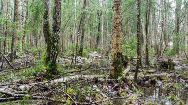İlkbaharın başlarında orman ve sulak arazi: kar ve su karışımı. Bulutlu gün.