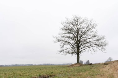 Yapraksız yaprak meşesi bulutlu bir gökyüzüne karşı, doğa soyut arka plan
